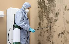 Mold Documentation for Insurance Claims in Clayton, GA